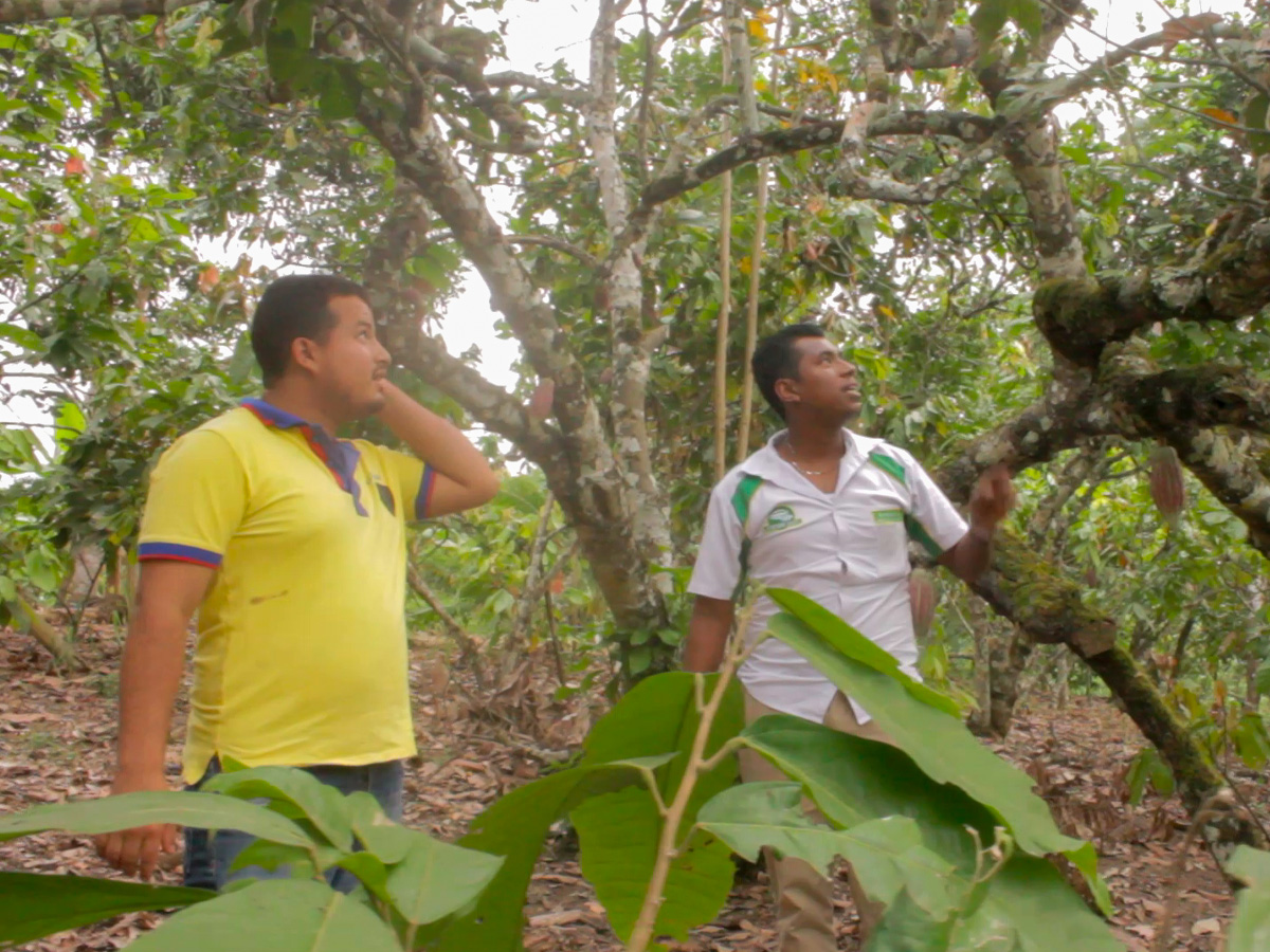 Finca de cacao en zona cacaotera del Ecuador