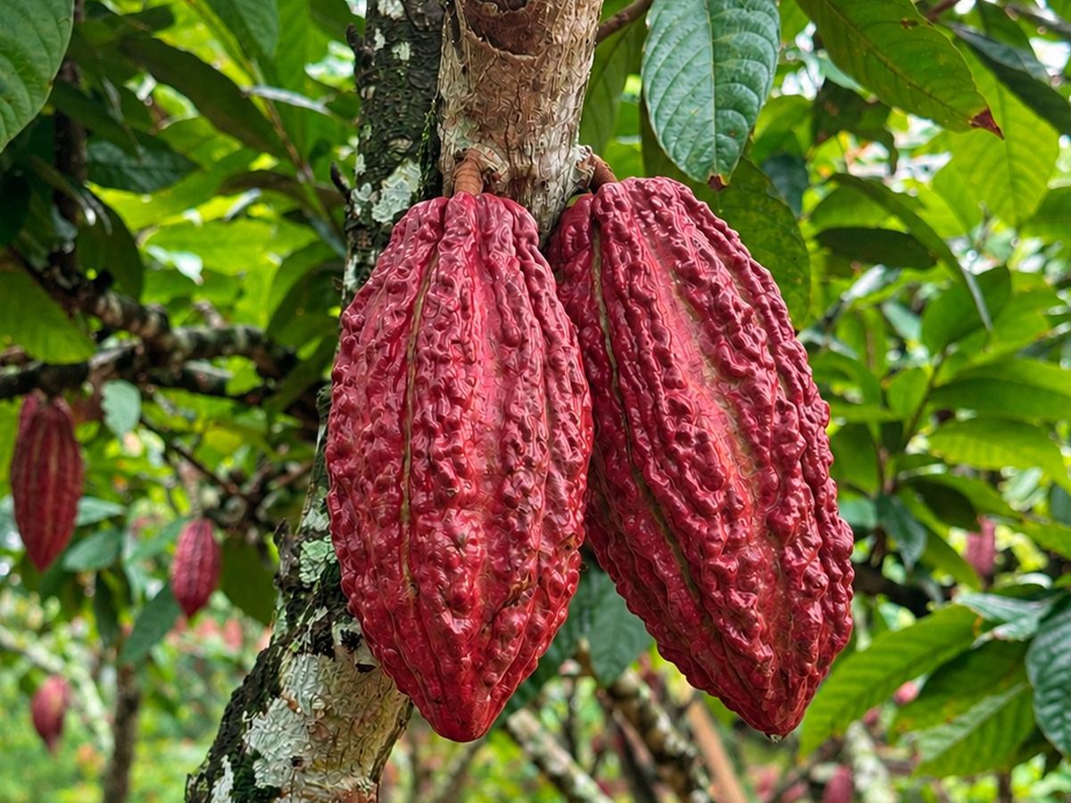 Cosecha de mazorcas de cacao
