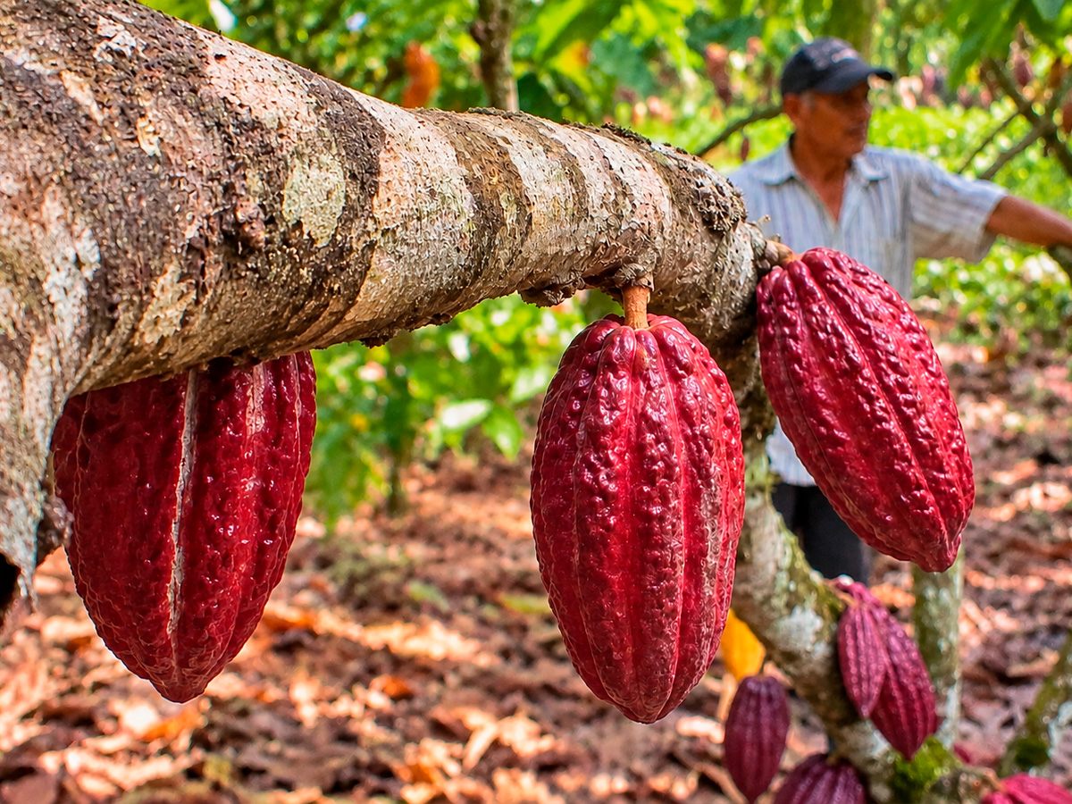 Mazorcas de cacao maduras en el árbol