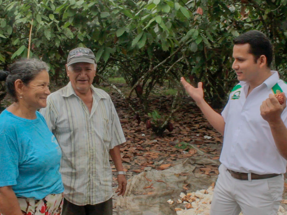 Proceso de fermentación del cacao en cajones de madera