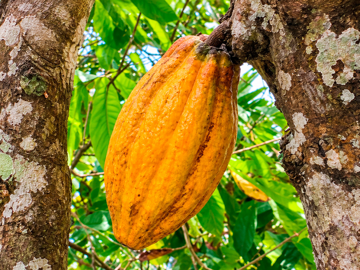 Productor de cacao trabajando en su finca