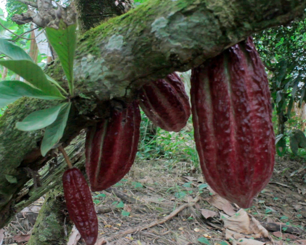 Plantación de cacao con certificación
