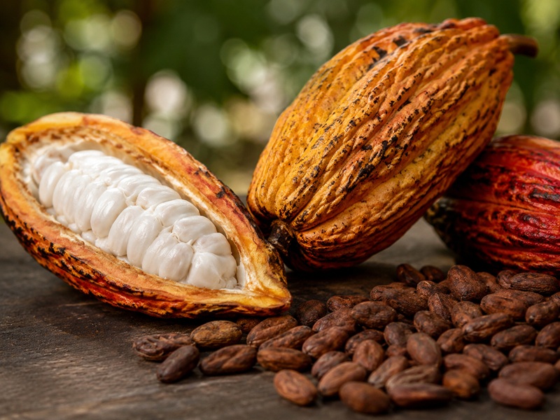 Variedad de cacao en grano