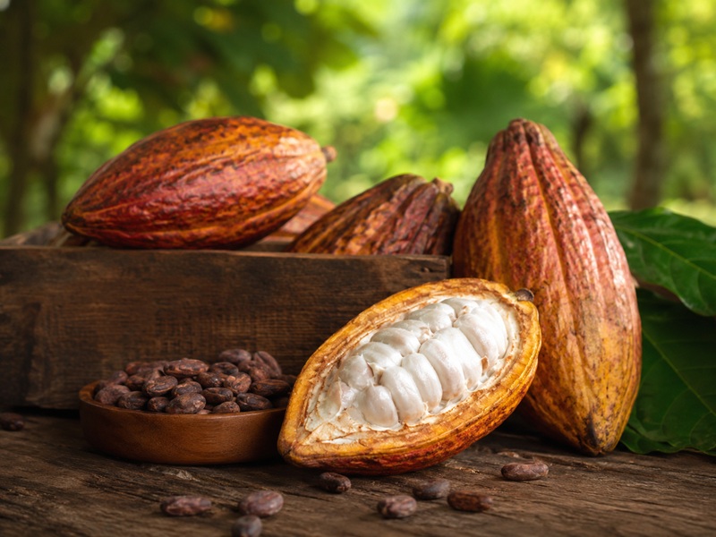 Variedad de cacao en grano