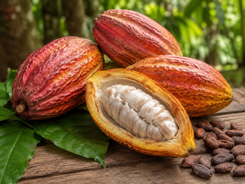 Variedad de cacao en grano